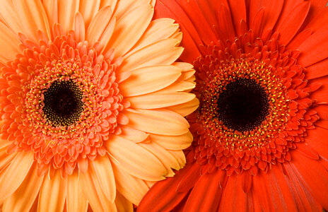 Red and Orange Gerbera flowers