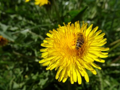 Animal arthropod beautiful flowers