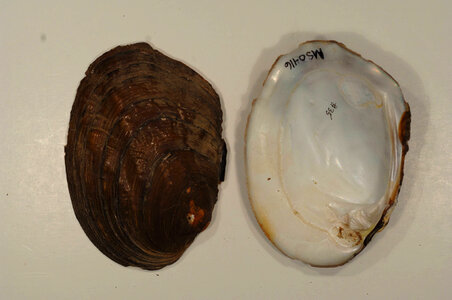 Amblema plicata-5