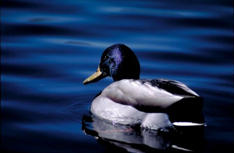 Bird breeding detailed