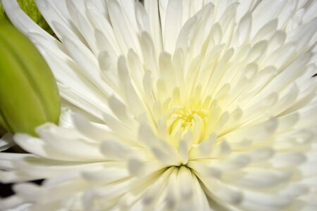Beautiful beautiful flowers biology