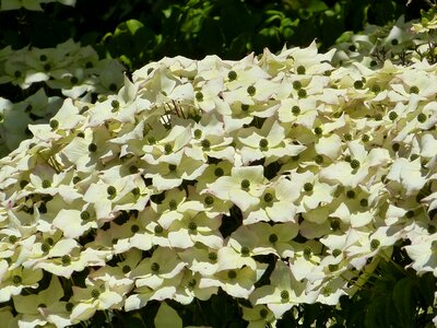 Dogwood greenhouse plant dogwood blossoms photo