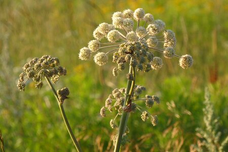 Summer nature plant