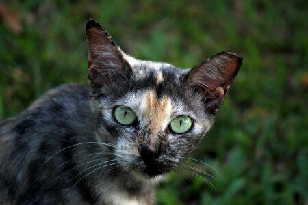 Kitten grey cat feline