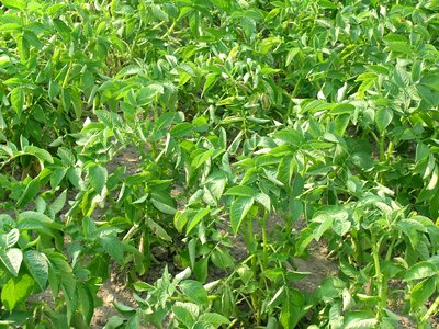 Plant potatoes garden cultivation