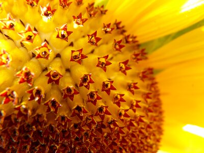 Tongue flower tubular flowers helianthus annuus photo