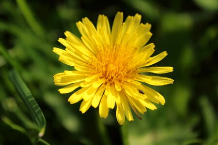 Pointed flower spring nature