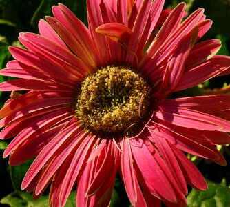 Beautiful beautiful flowers bloom