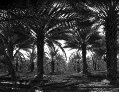Date palms palm trees landscape