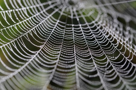 Abstract biology cobweb
