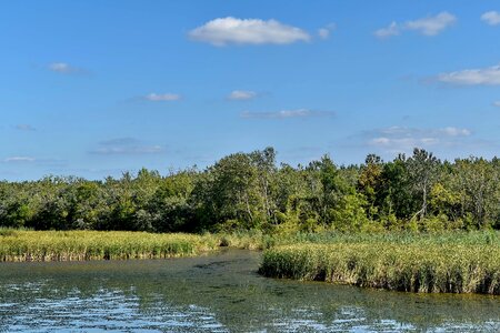 Marshlands natural habitat swamp photo