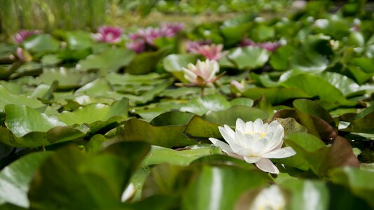Bloom white water