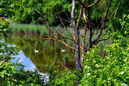 Birch branch ecology photo