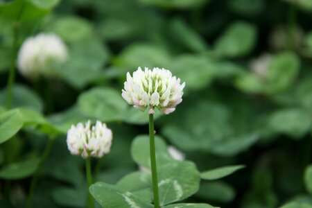 Clover outdoor small fresh