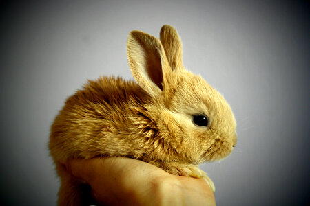 Cute Brown Bunny being held in hand photo