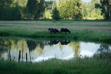 Animal cattle cow photo