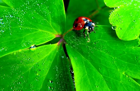Animal arthropod beautiful photo