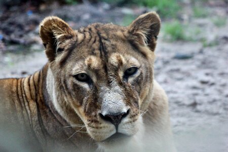 Animal world lion lioness photo