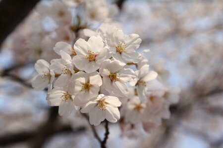 Blossom nature bloom