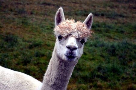 Alpaca animal cute