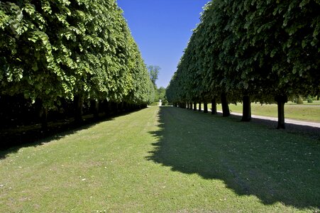 Trees plants sky photo