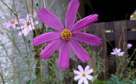 Beautiful Flowers biology bloom