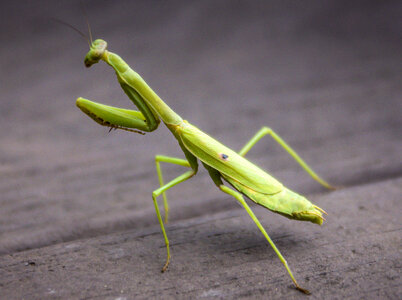 Green Praying Mantis photo