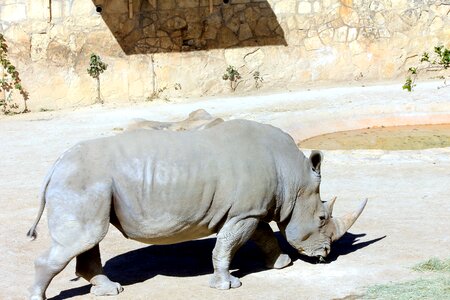 Mammal rhinoceros white rhinoceros