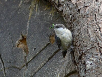 Bird food grasping