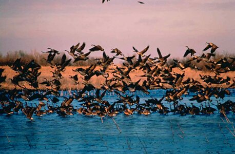 Flock geese taking off photo