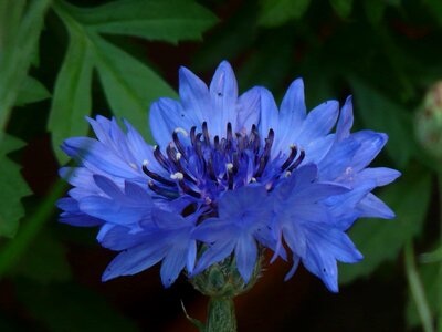 Beautiful Flowers biology bloom