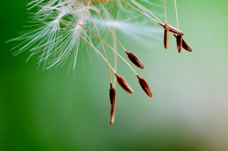 Plant close up nature