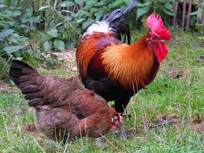Cock poultry domestic fowl