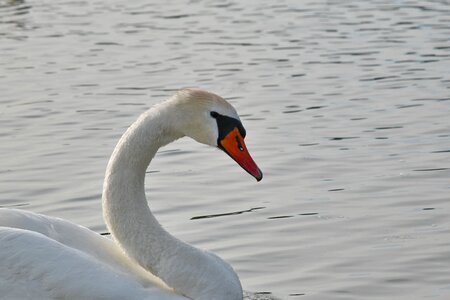 Neck ornithology bird