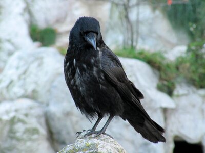 Black crow dig photo