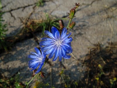 Flower centaurea blue flower