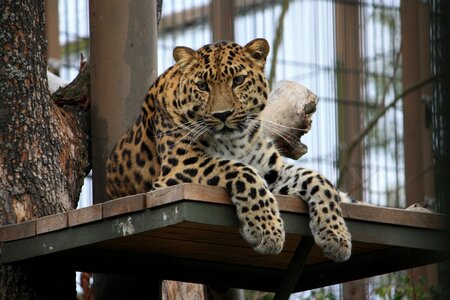 Male Leopard very alert photo