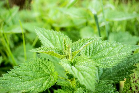Nature nettle weed photo