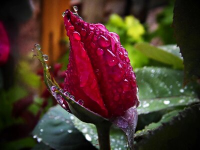 Macro drop of water flower