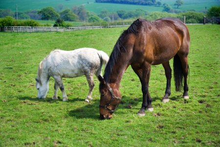 Eating grass pasture