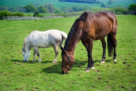 Eating grass pasture photo