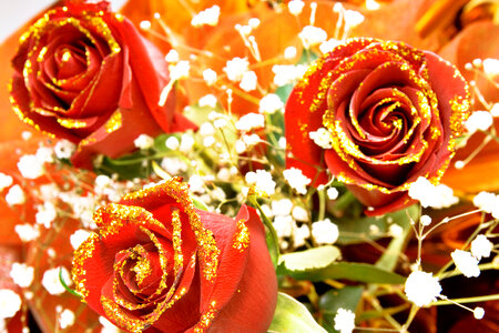 Red Roses photo