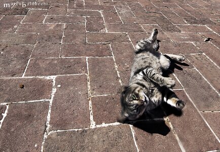 Cat sun feline