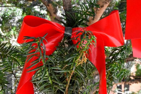 Christmas tree plant photo