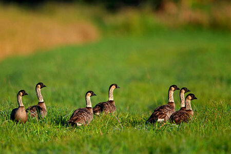 Team of Nēnē
