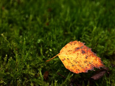 Moss birch autumn photo