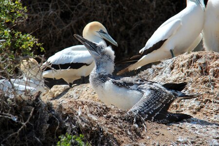 Sea birds pelecaniformes new zealand photo