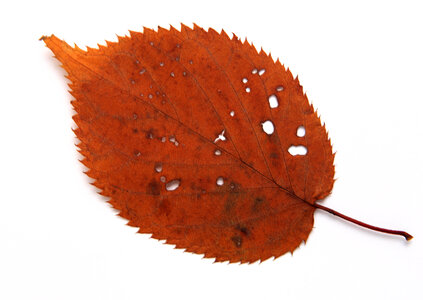 Fall leaf isolated on white background photo