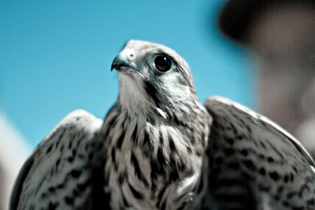 Hawk