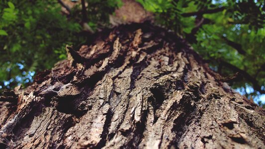 Bark conifer daylight photo